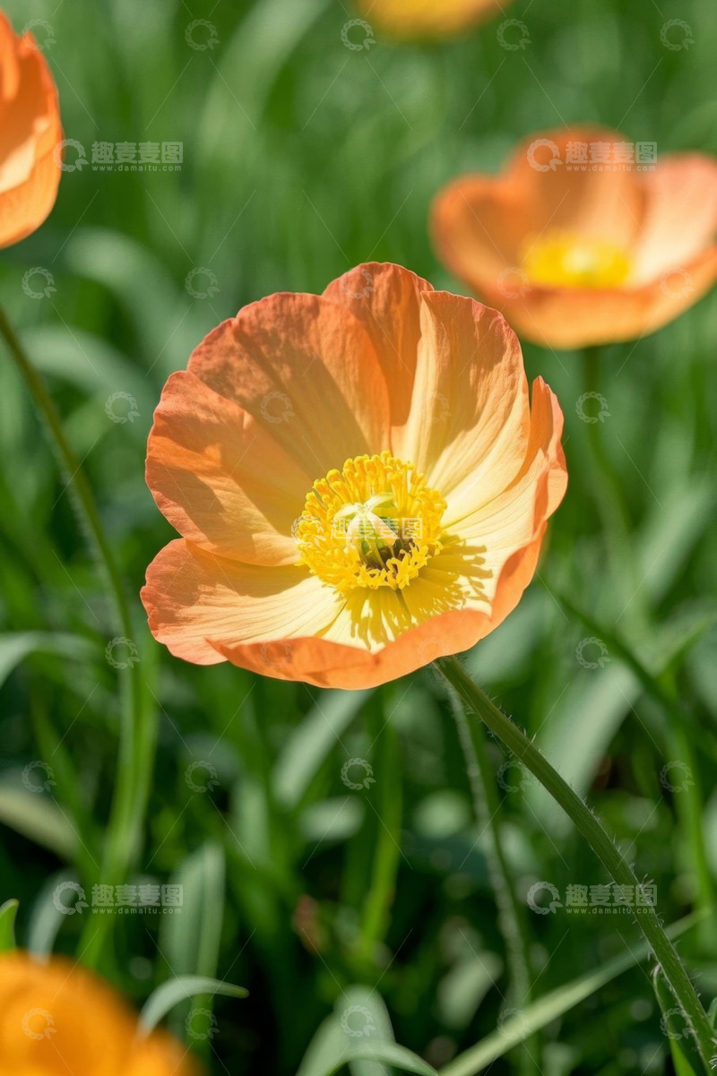 高清大图下载【趣麦麦图】橙色花朵特写