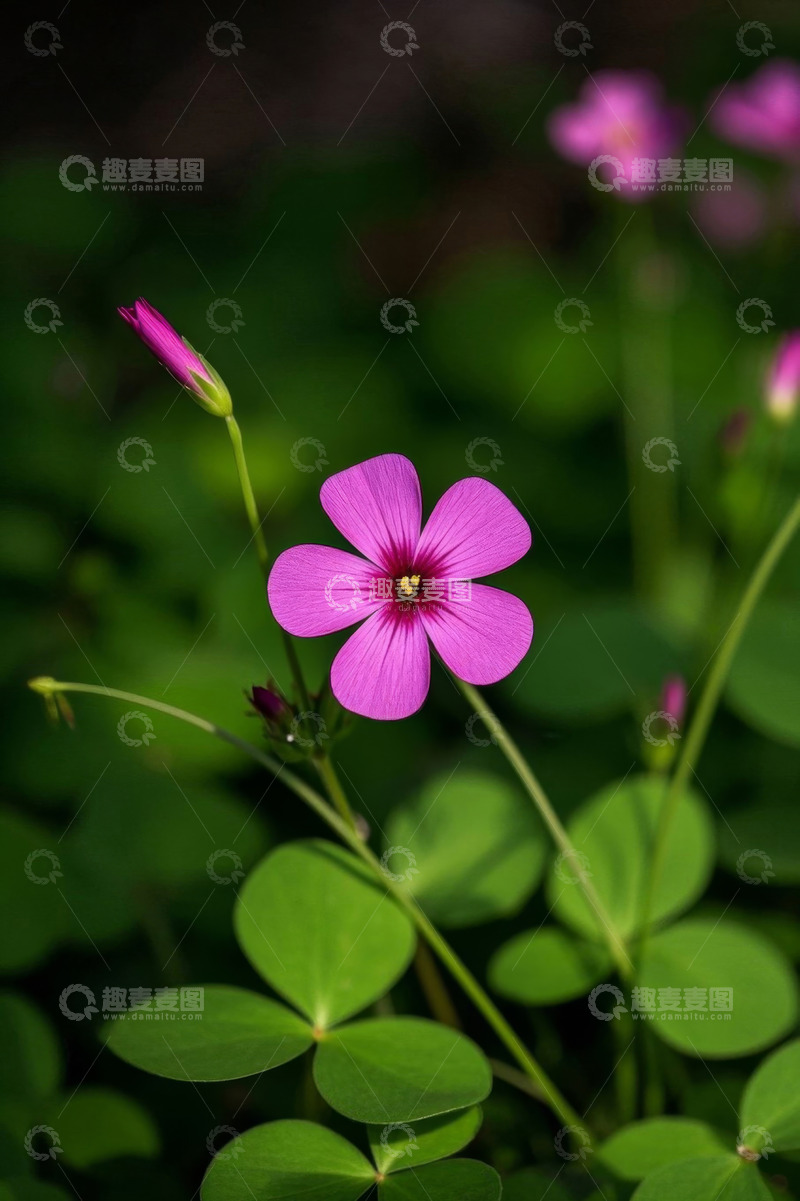高清大图下载【趣麦麦图】微距粉色小花与绿叶