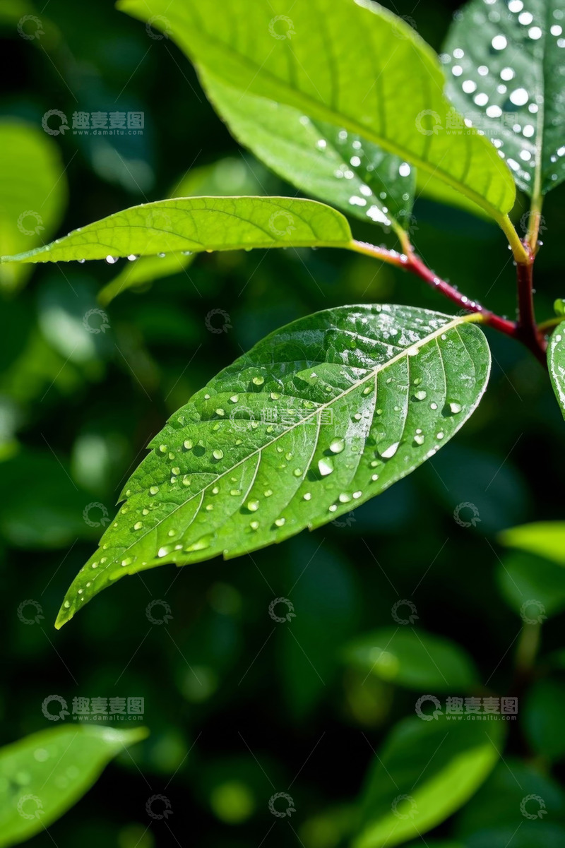 高清大图下载【趣麦麦图】带水珠的绿色植物叶片特写