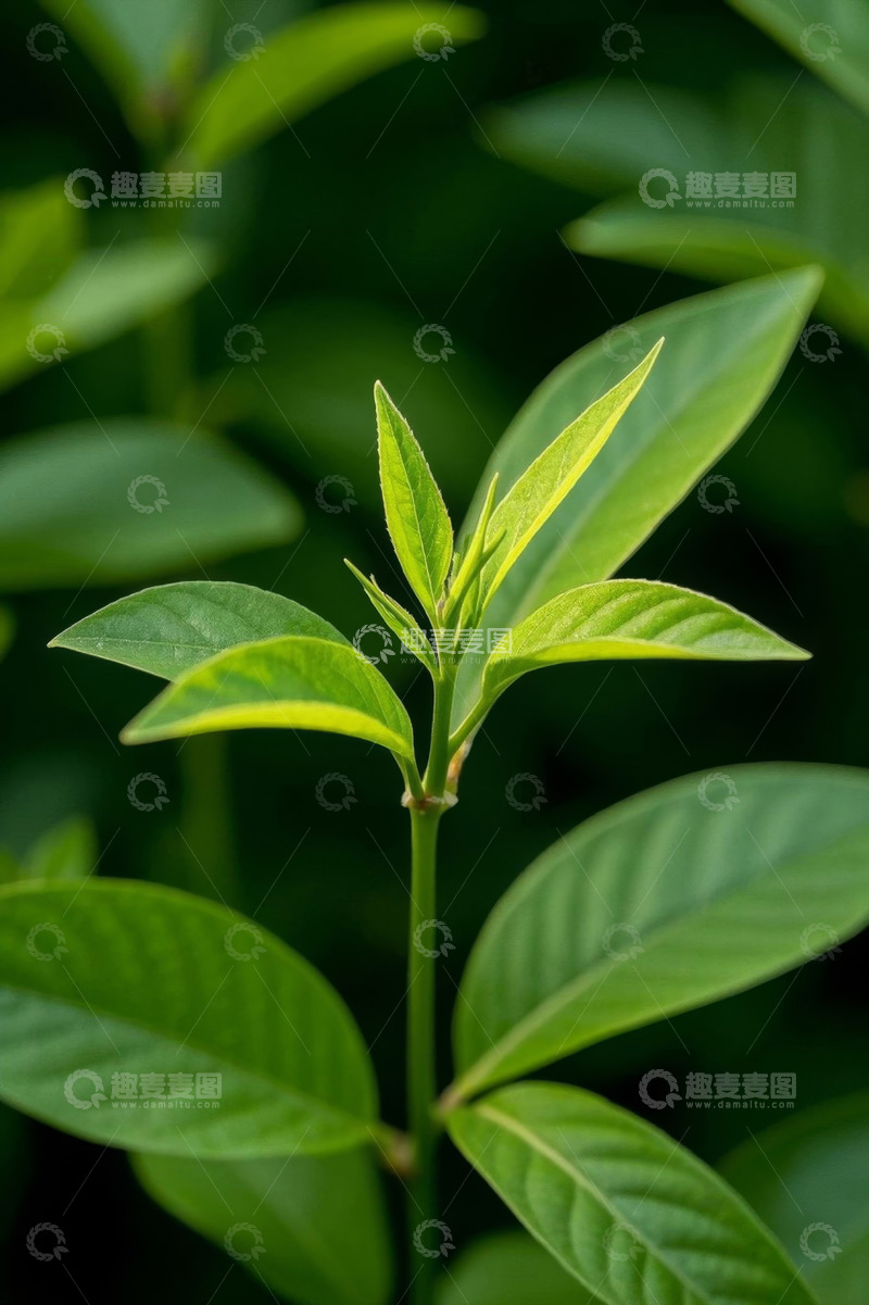 高清大图下载【趣麦麦图】特写绿色植物新叶