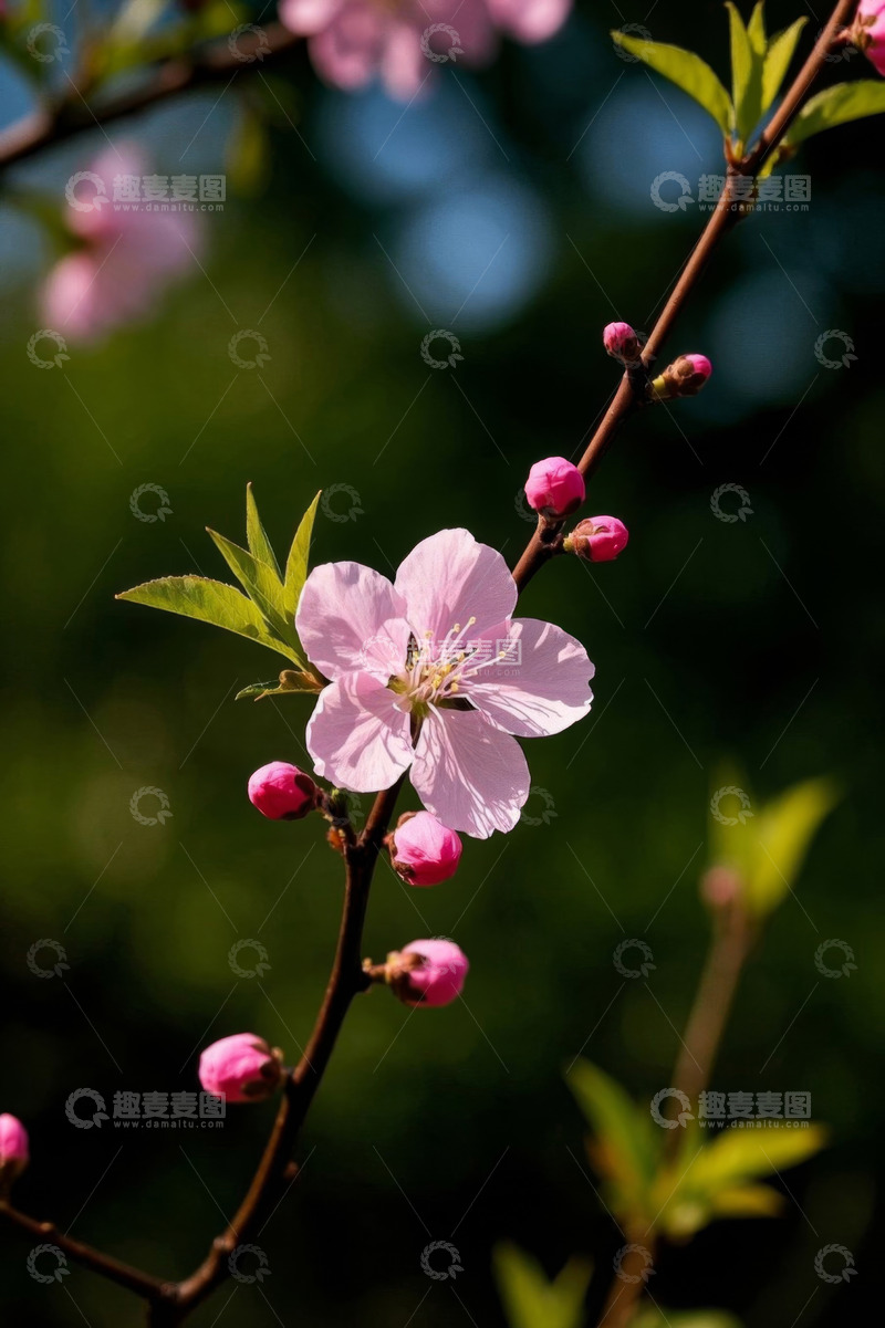 高清大图下载【趣麦麦图】盛开的粉色桃花特写