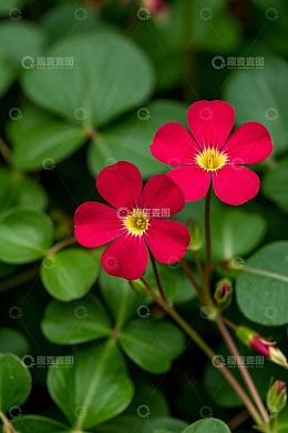 高清大图下载【趣麦麦图】红色小花与绿叶特写