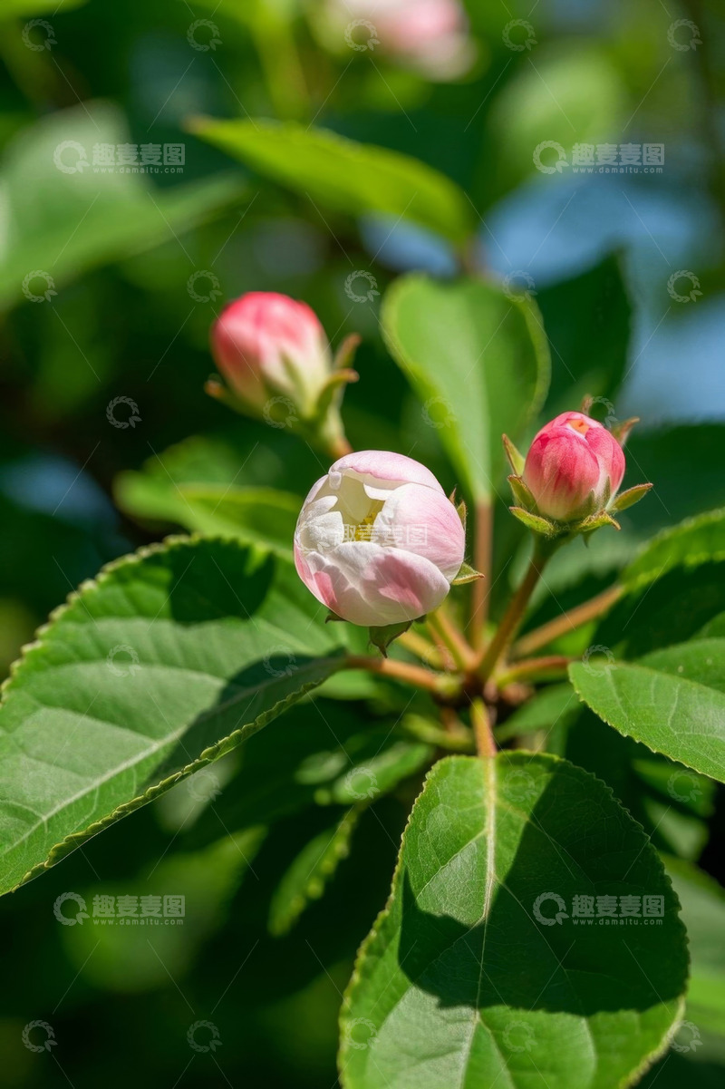 高清大图下载【趣麦麦图】粉色花卉与绿叶特写