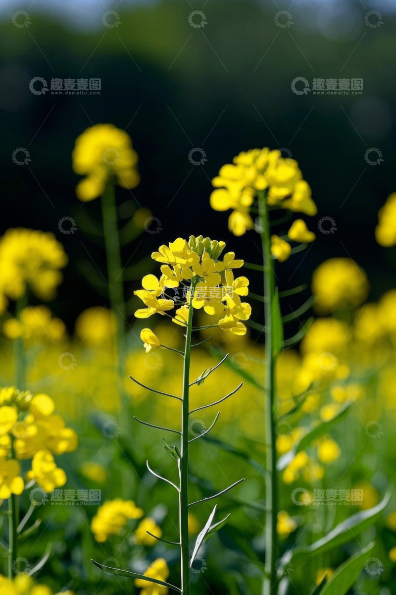 高清大图下载【趣麦麦图】黄色油菜花特写