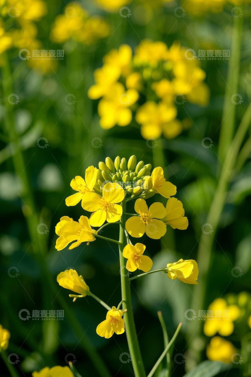高清大图下载【趣麦麦图】特写黄色油菜花