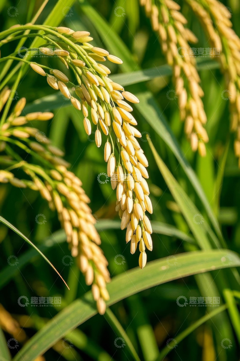 高清大图下载【趣麦麦图】成熟稻穗特写