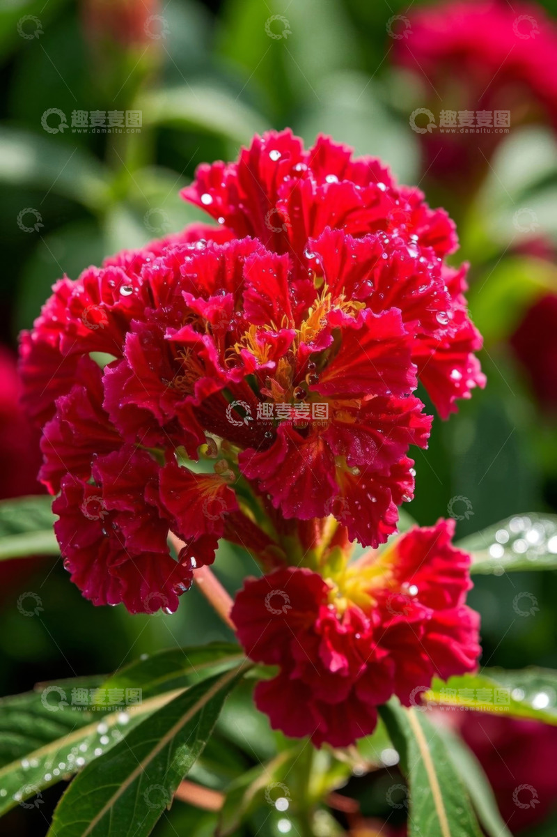 高清大图下载【趣麦麦图】带水珠的红色鸡冠花特写