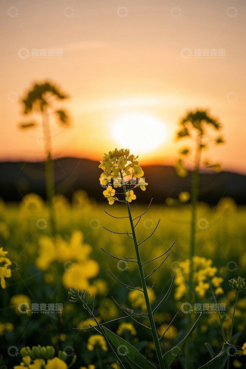 高清大图下载【趣麦麦图】夕阳下的油菜花田特写