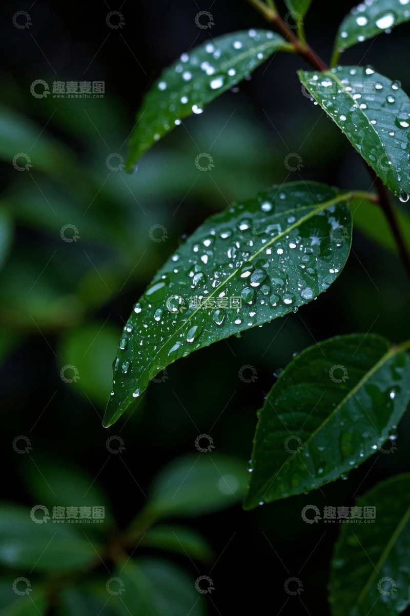 高清大图下载【趣麦麦图】带水珠的绿色植物叶子特写