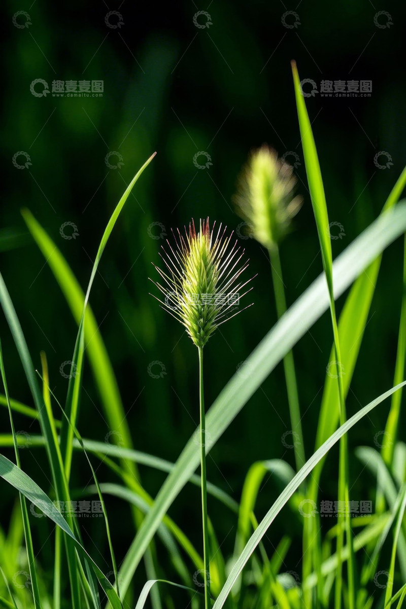 高清大图下载【趣麦麦图】特写狗尾草自然绿植素材