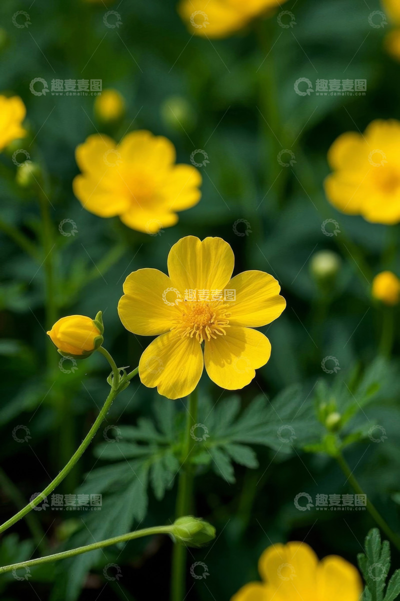 高清大图下载【趣麦麦图】黄色小花微距特写