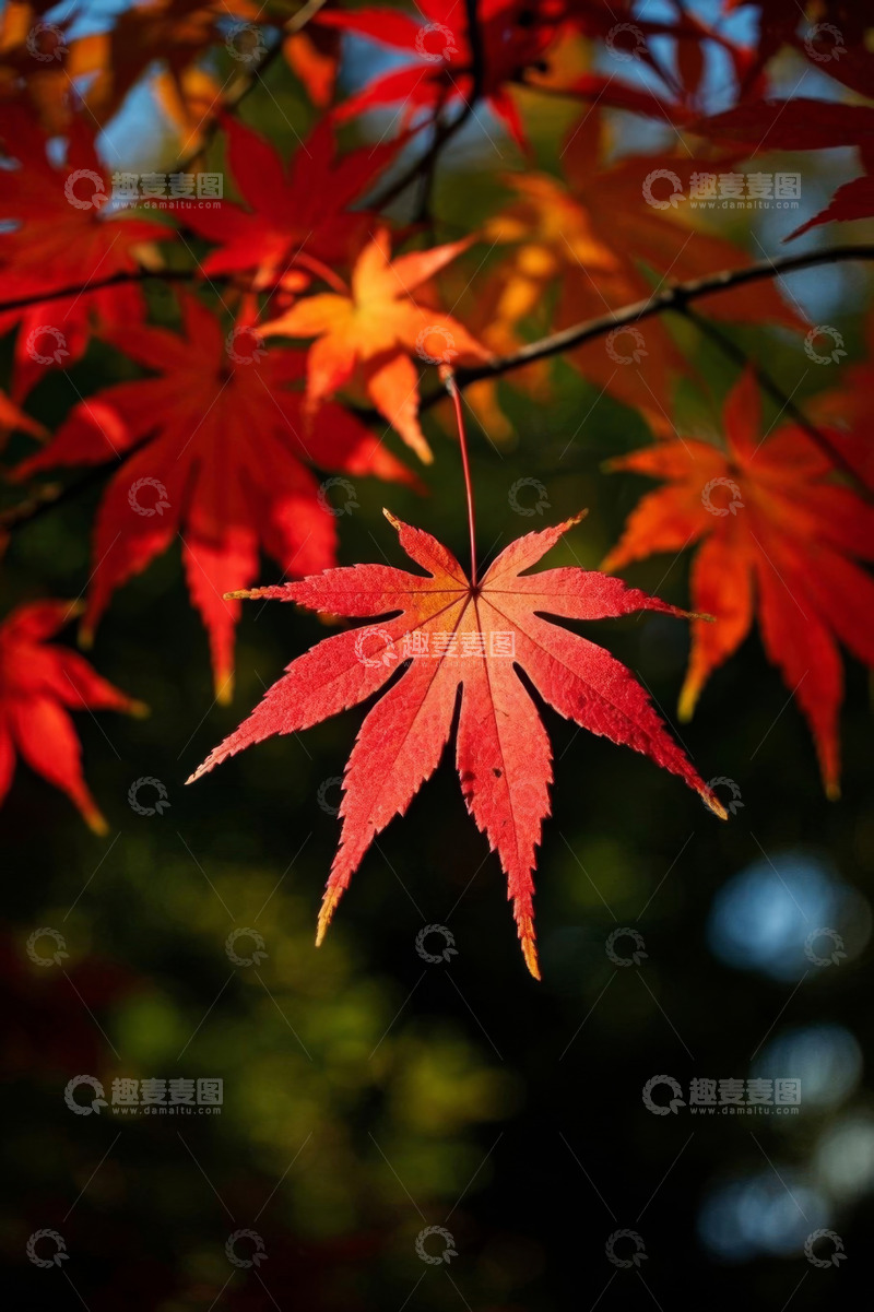 高清大图下载【趣麦麦图】秋季枫叶特写