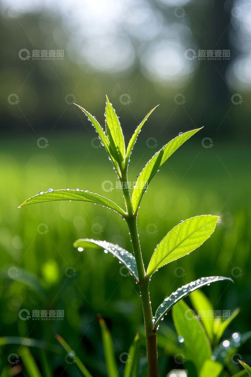 高清大图下载【趣麦麦图】带露珠的嫩绿植物特写