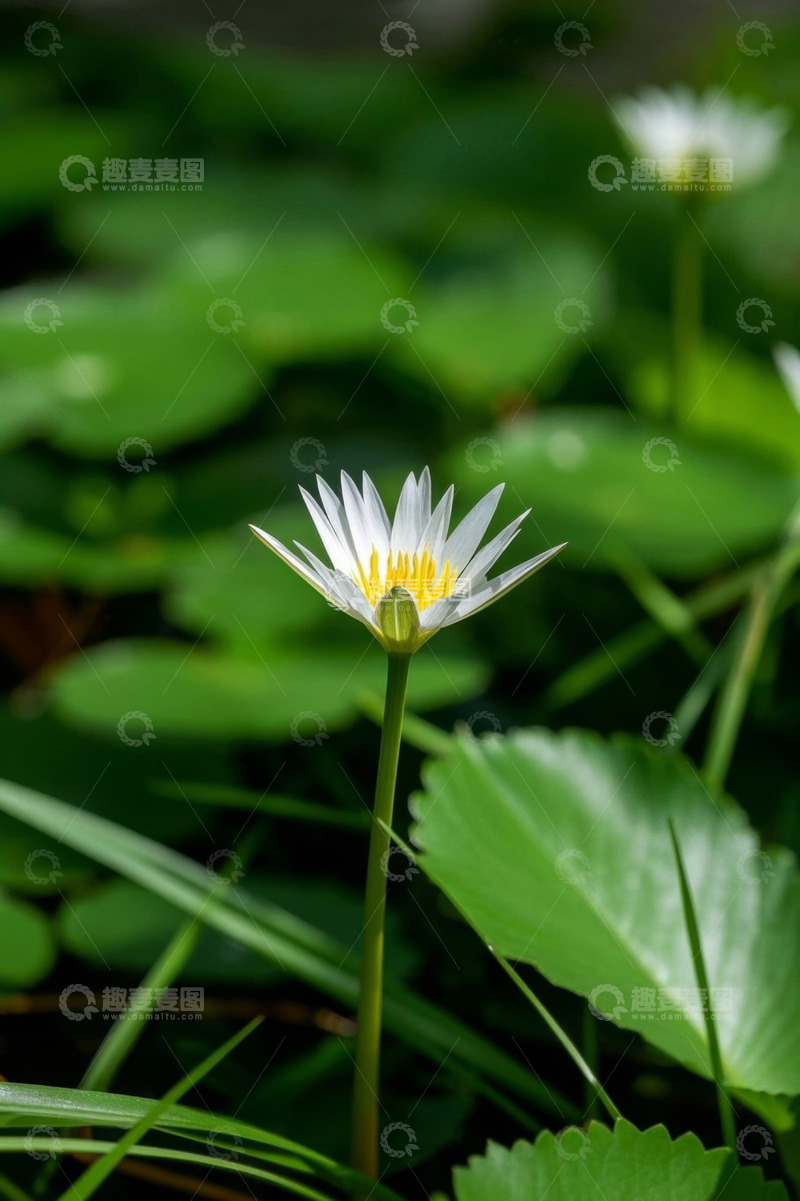 高清大图下载【趣麦麦图】盛开的白色水生花朵