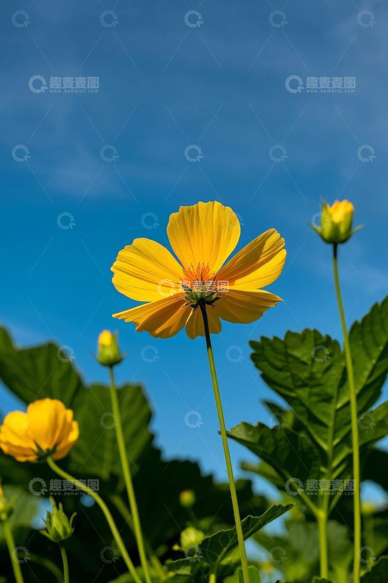 高清大图下载【趣麦麦图】蓝天背景下绽放的黄色花朵