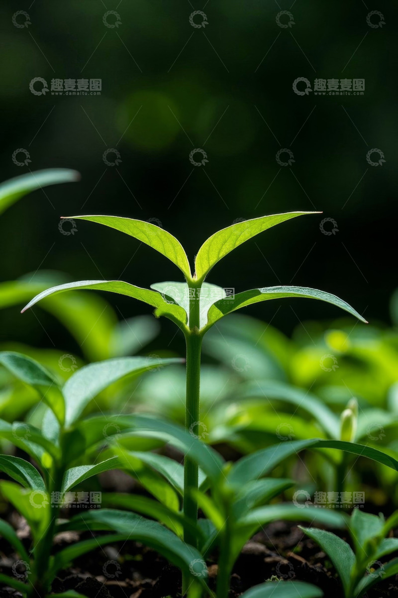 高清大图下载【趣麦麦图】嫩绿植物幼苗特写
