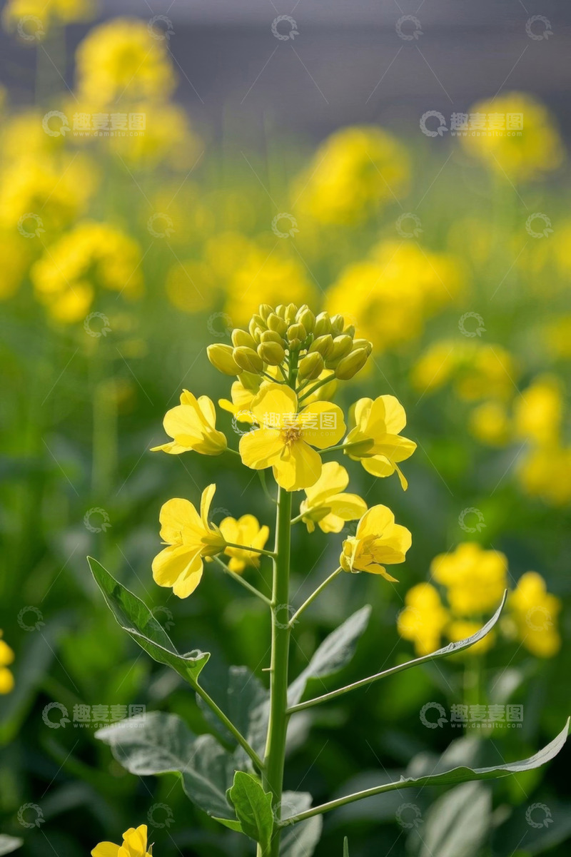 高清大图下载【趣麦麦图】黄色油菜花特写