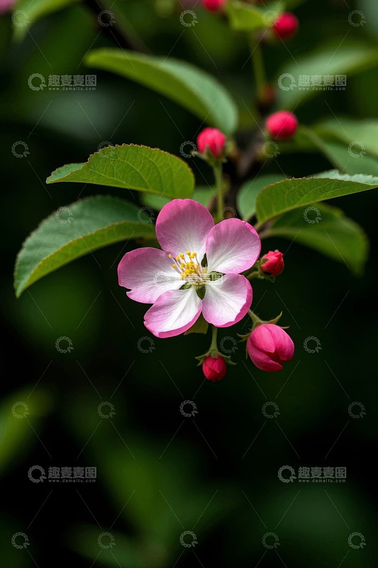 特写粉色绽放花朵与绿叶