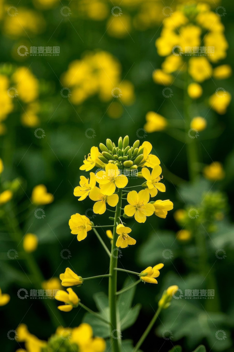 高清大图下载【趣麦麦图】黄色油菜花特写