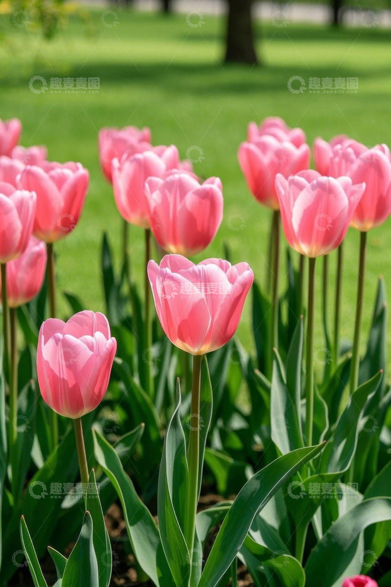 高清大图下载【趣麦麦图】粉色郁金香盛开在绿地