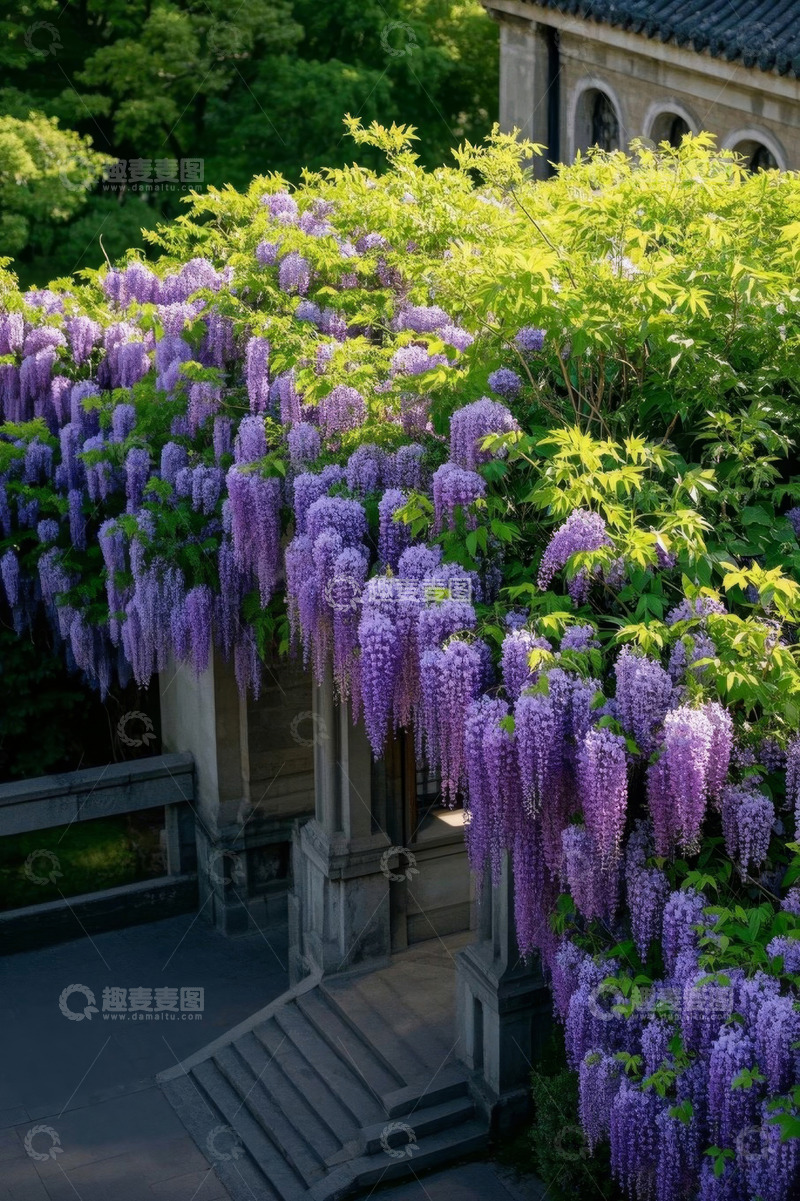 高清大图下载【趣麦麦图】古建筑旁盛开的紫色藤蔓花卉
