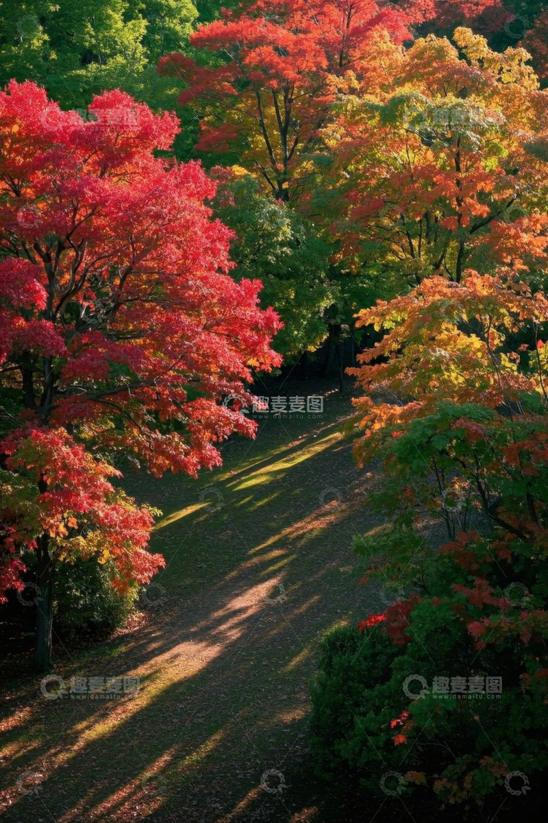 高清大图下载【趣麦麦图】秋日林间多彩树木风景