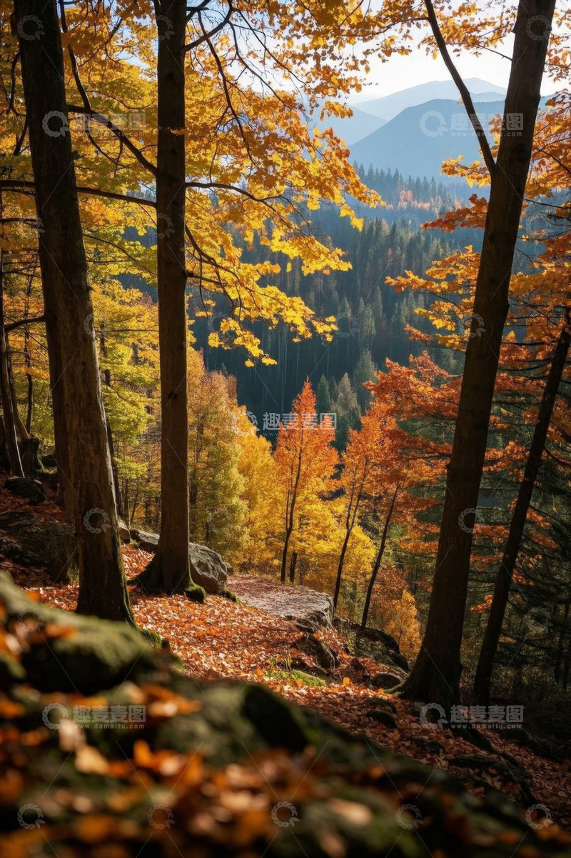 高清大图下载【趣麦麦图】秋日山林斑斓树木自然景观