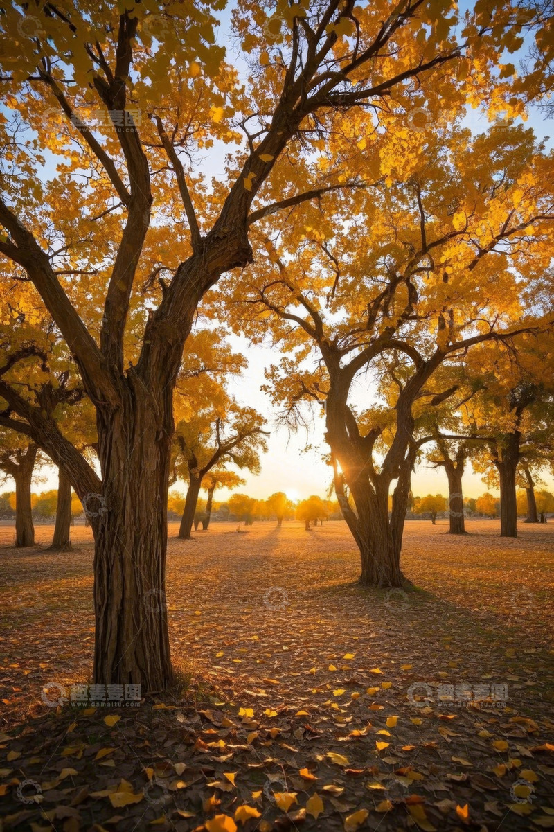 高清大图下载【趣麦麦图】秋日树林夕阳下风景