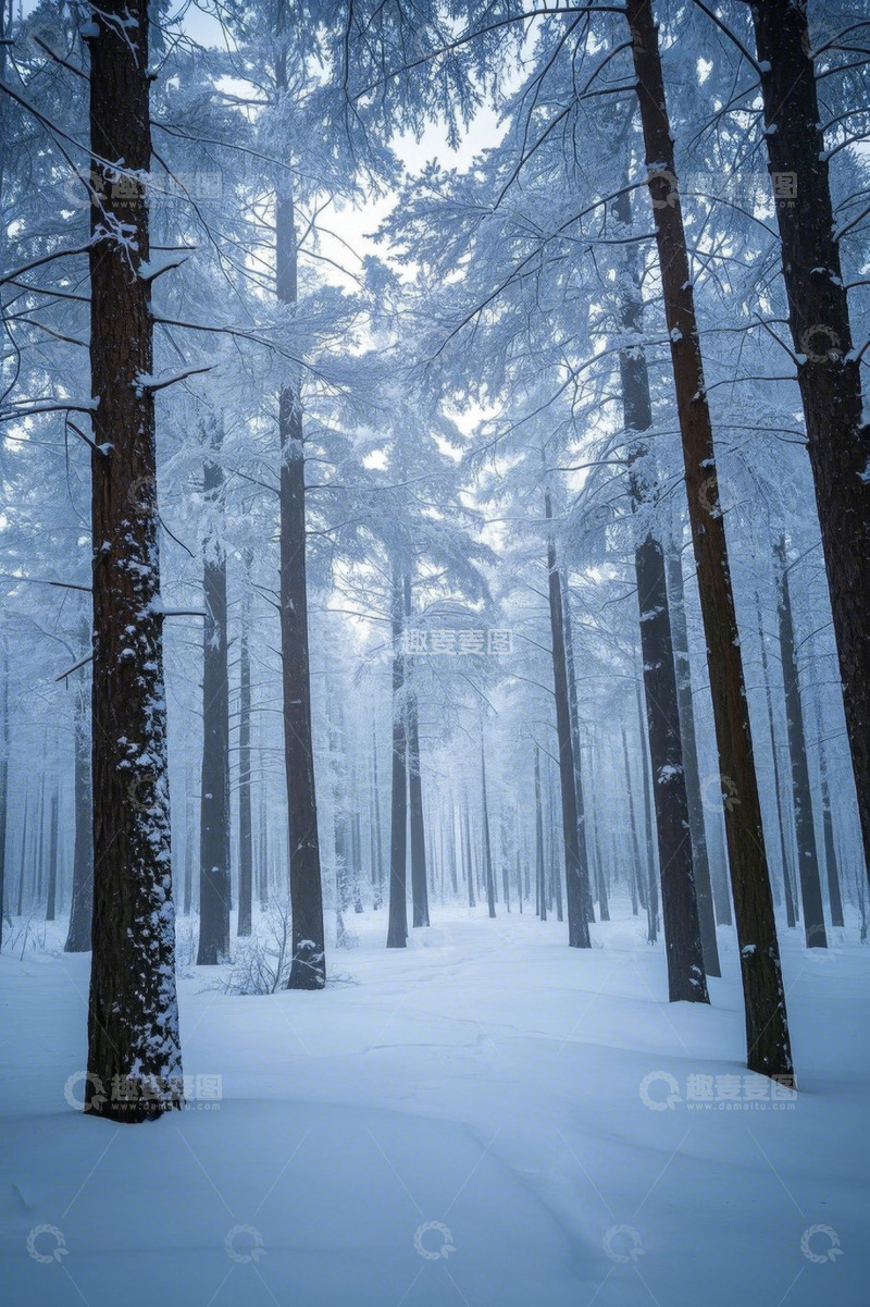 高清大图下载【趣麦麦图】冬季雪覆盖的森林景象