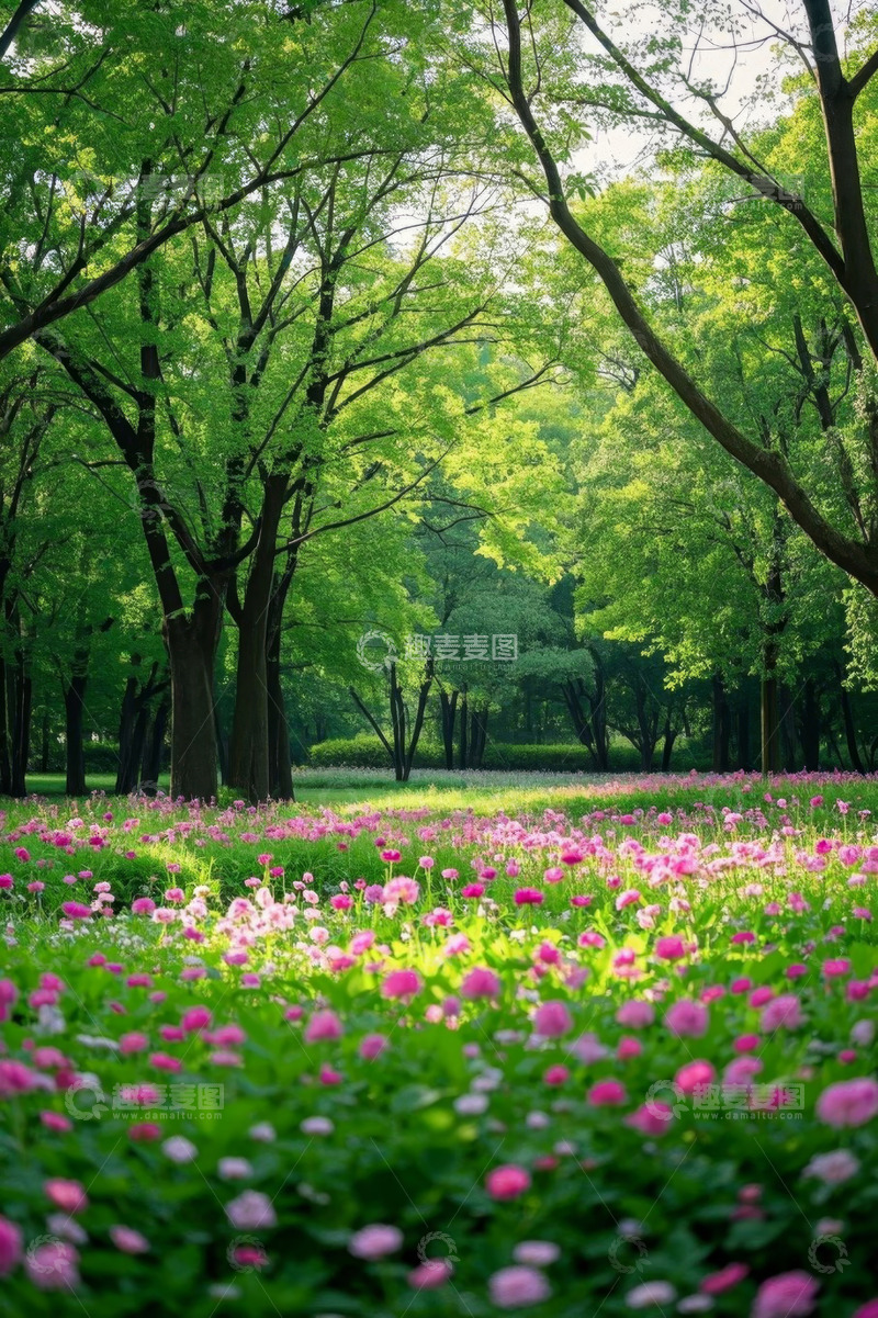 高清大图下载【趣麦麦图】林间粉色花卉自然风光