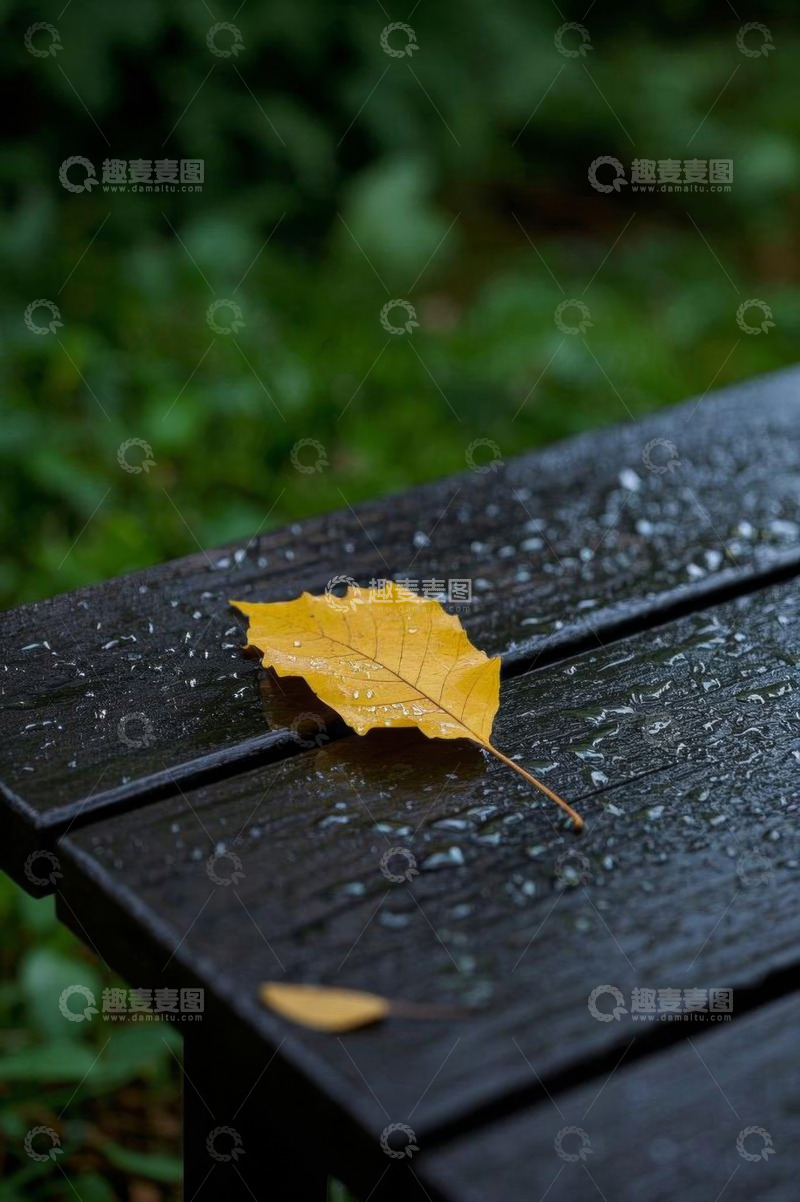 高清大图下载【趣麦麦图】木长椅上的黄色落叶与水珠