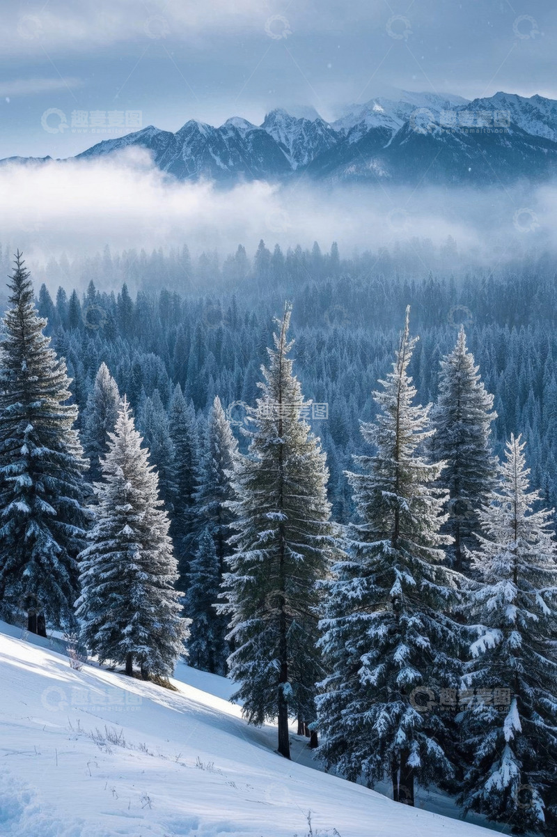高清大图下载【趣麦麦图】雪山下的雪松林冬日景观