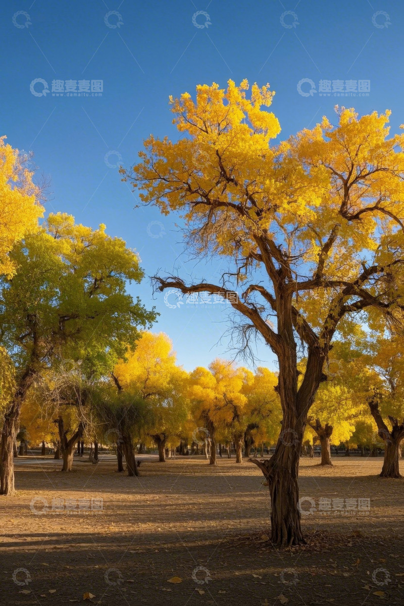 高清大图下载【趣麦麦图】秋日胡杨林风景