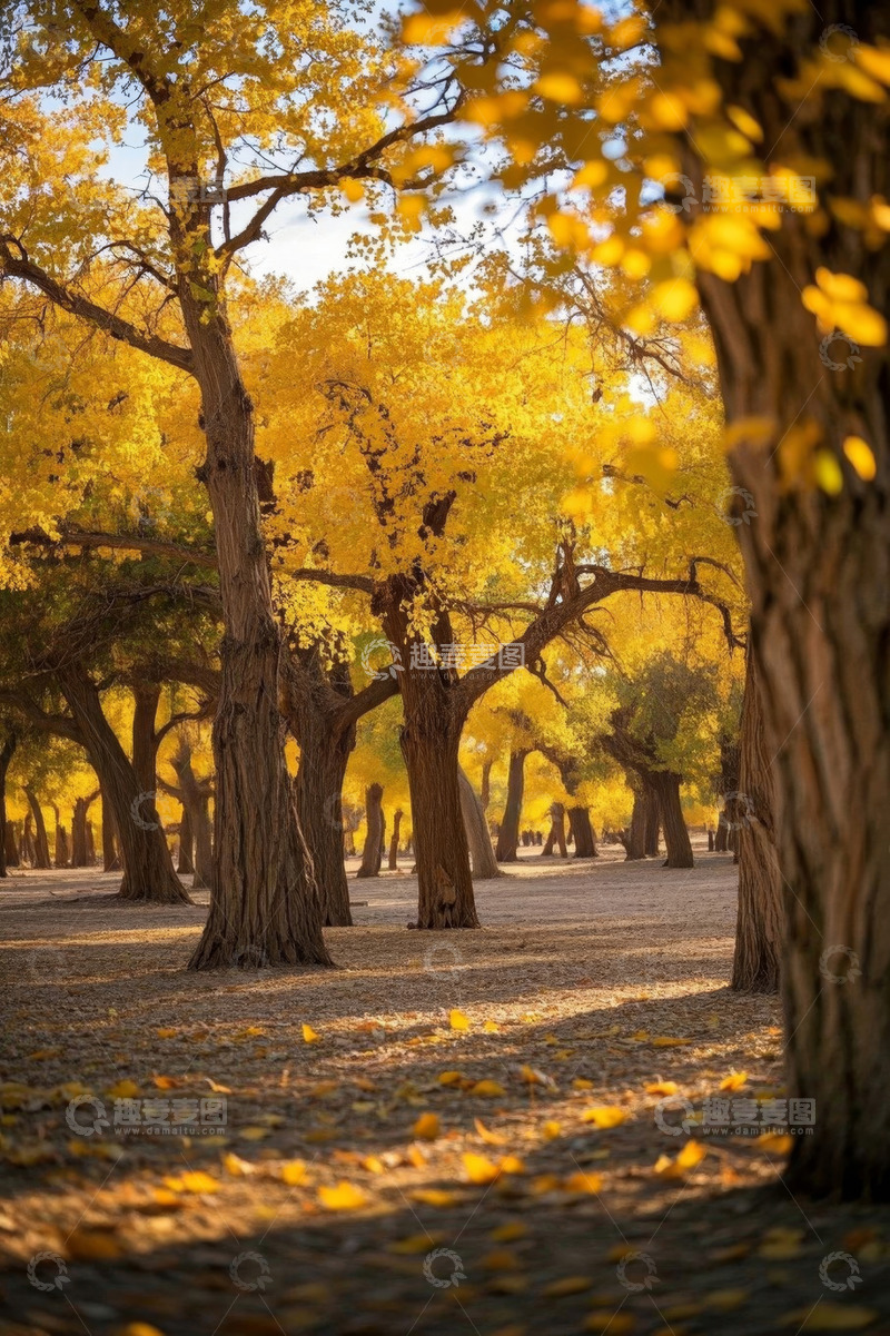 高清大图下载【趣麦麦图】秋日金黄树林景色
