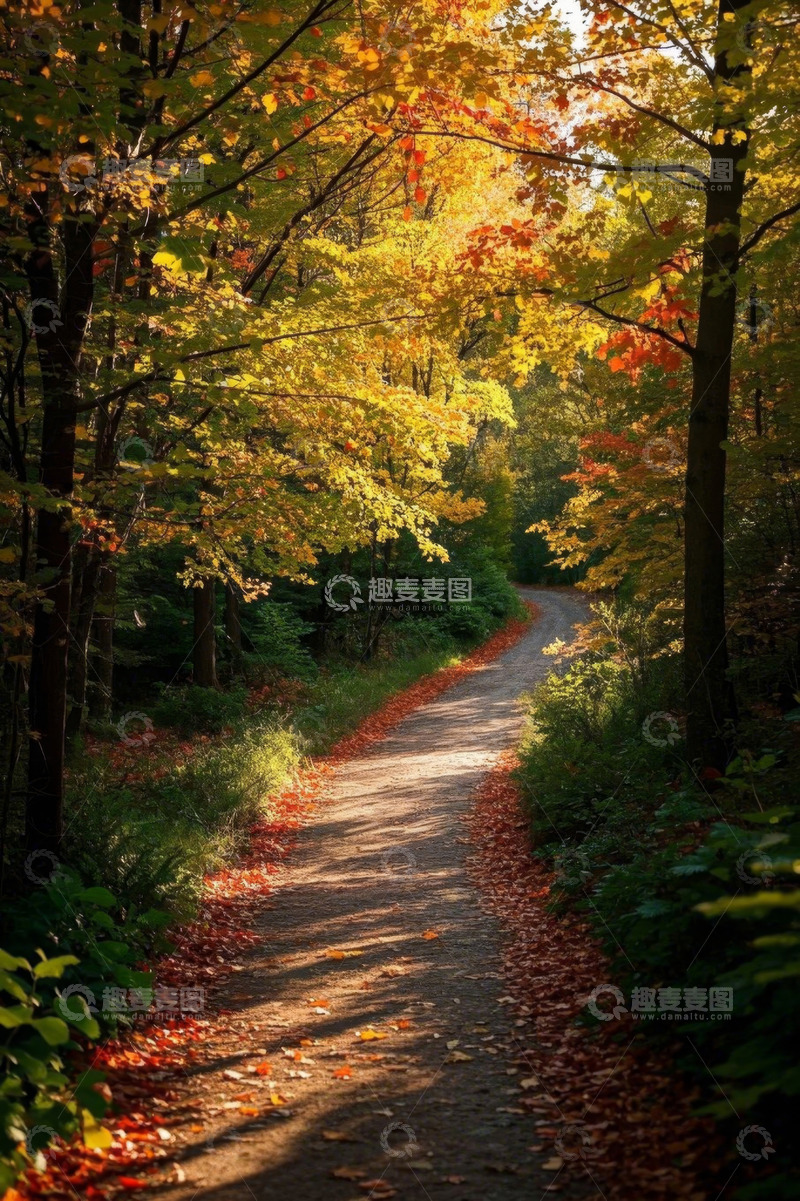 高清大图下载【趣麦麦图】秋日森林中的蜿蜒小路