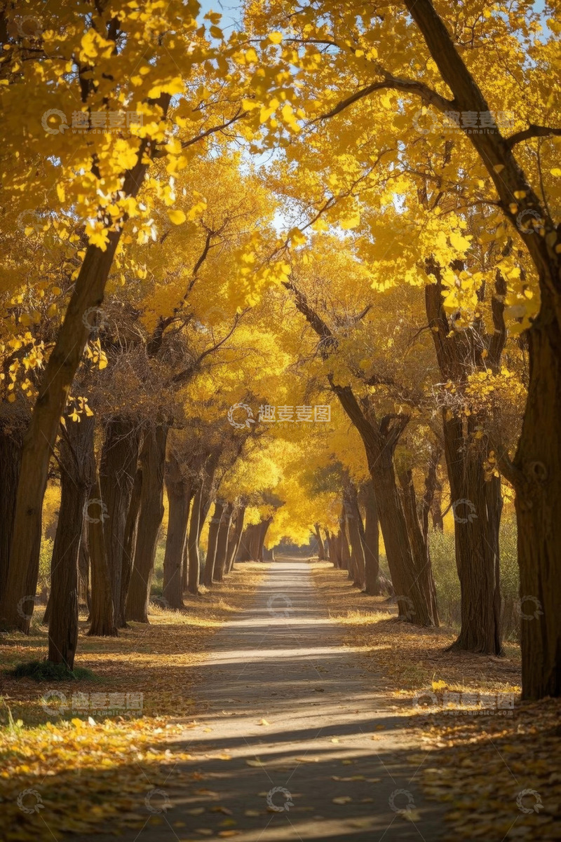 高清大图下载【趣麦麦图】秋日林间金黄树木的林荫小道