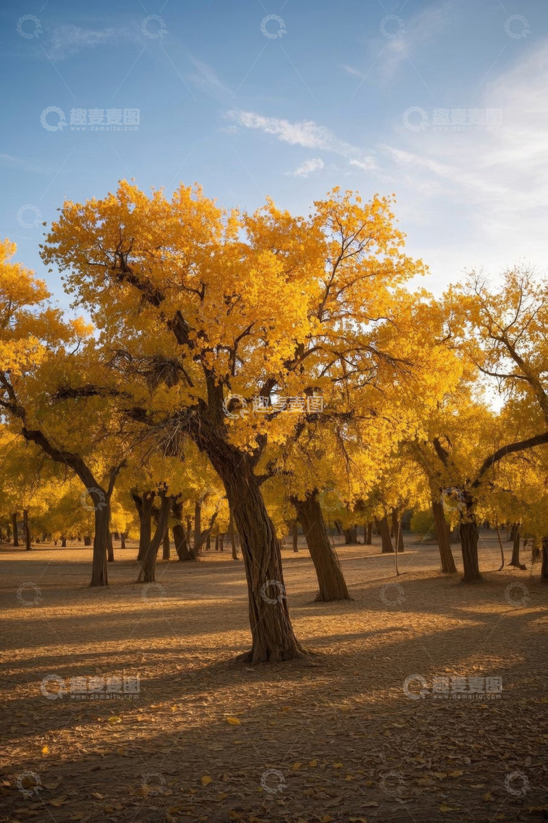 高清大图下载【趣麦麦图】金黄胡杨林自然风光