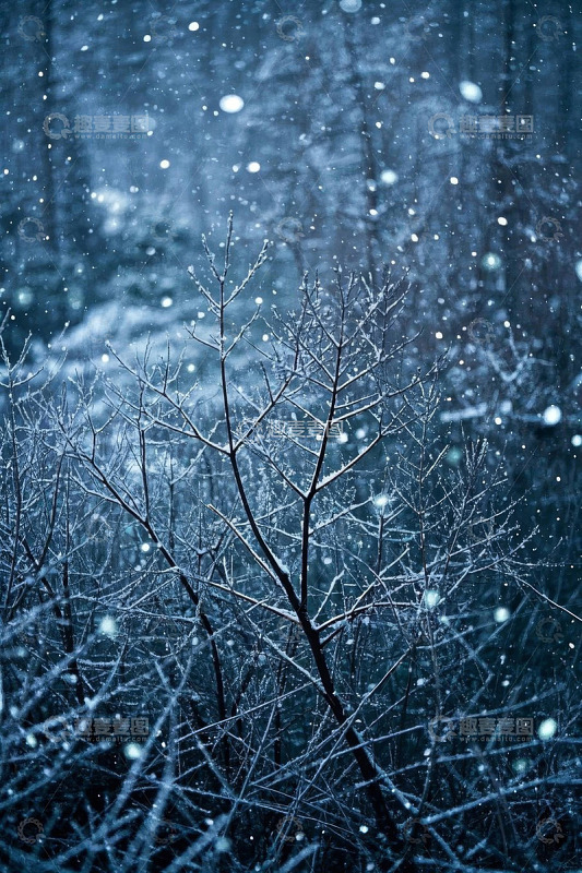 雪天森林中的枯枝景象