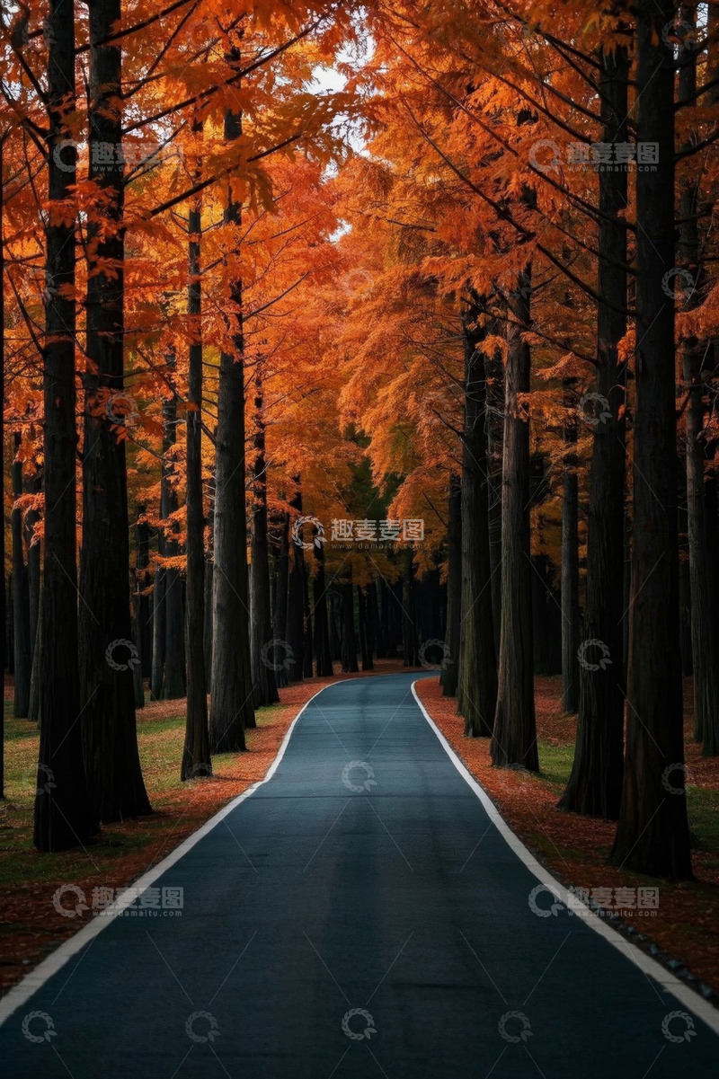 高清大图下载【趣麦麦图】秋日森林中的蜿蜒道路