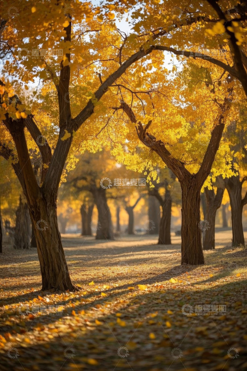 高清大图下载【趣麦麦图】秋日树林金黄树叶美景