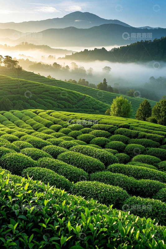 山间晨雾中的绿色茶园景观