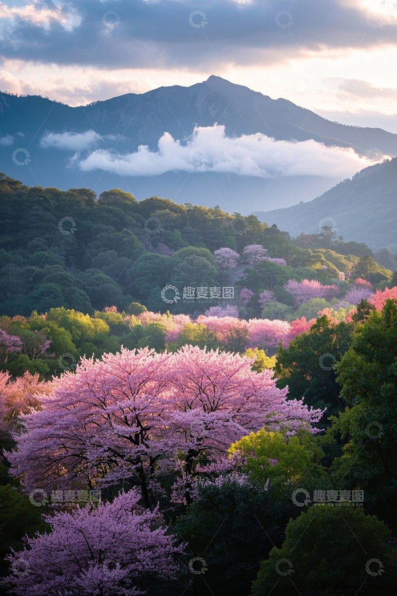 高清大图下载【趣麦麦图】山间盛开的粉色樱花林