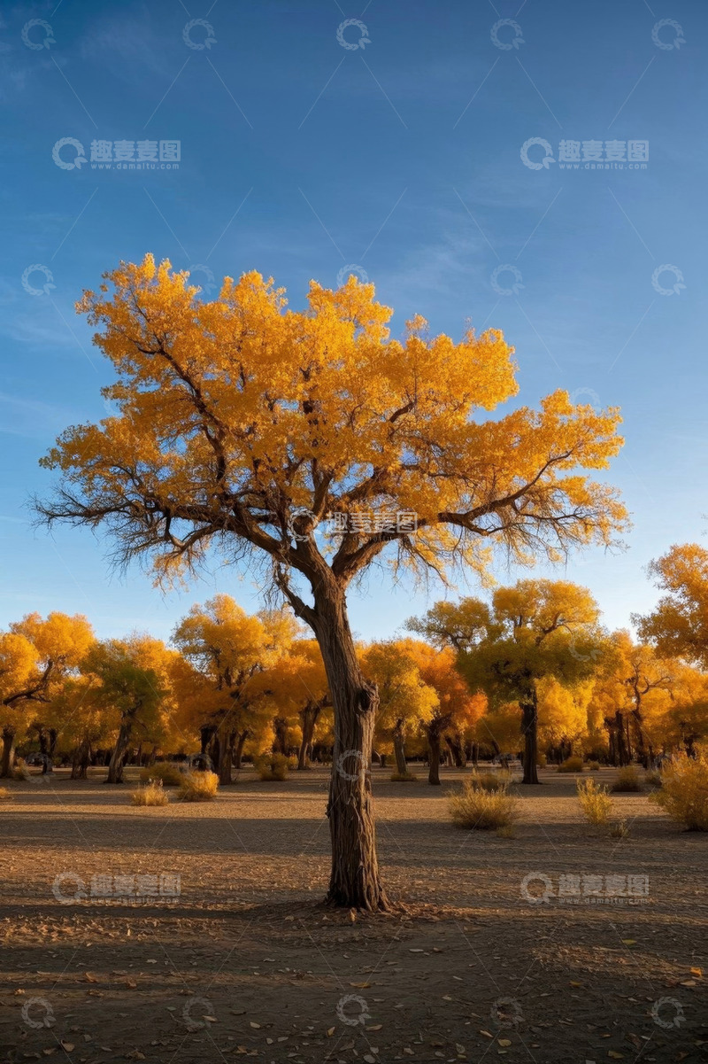 高清大图下载【趣麦麦图】金黄胡杨林单株树木风景