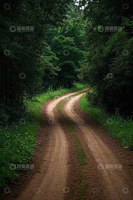 森林中的蜿蜒泥土道路