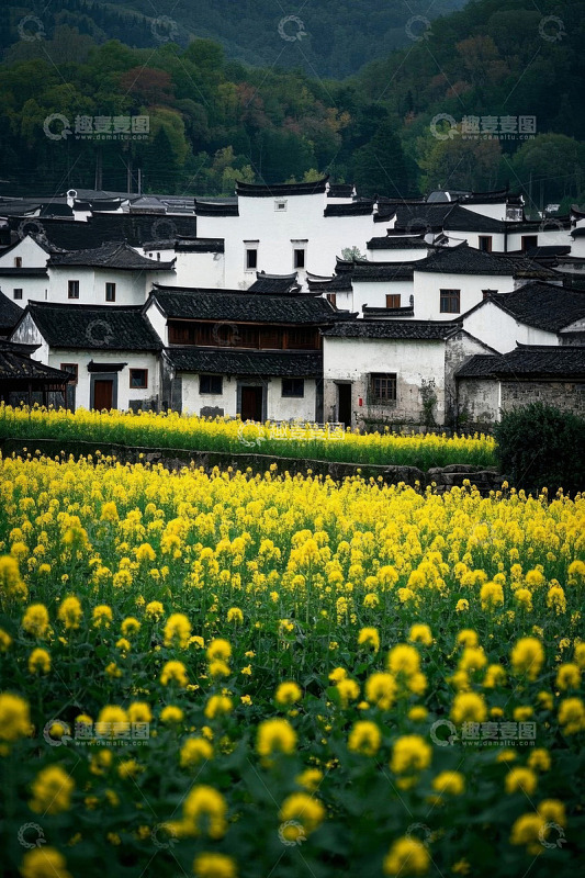 乡村油菜花田旁的白墙黑瓦建筑