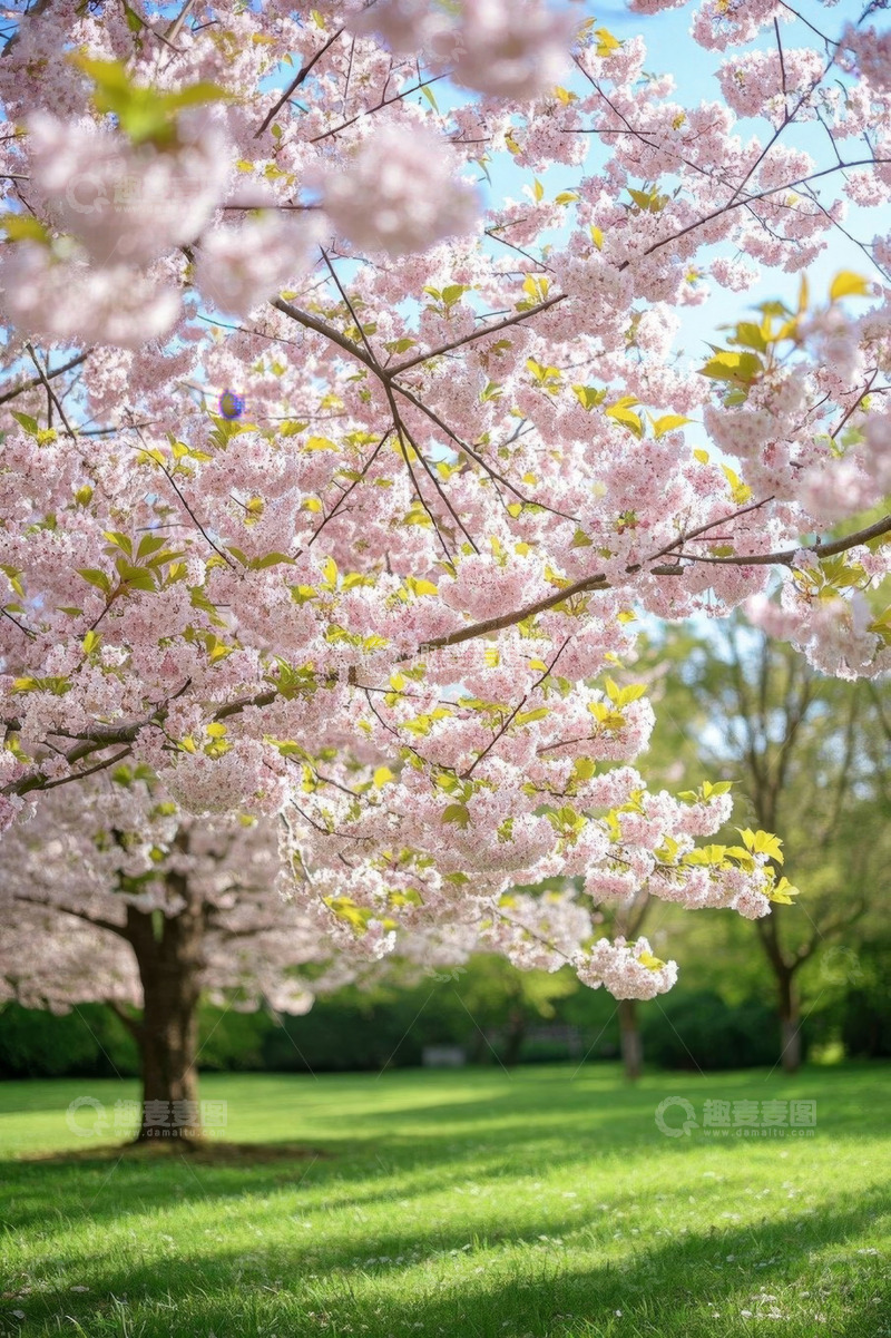 高清大图下载【趣麦麦图】盛开的樱花树与绿地风景