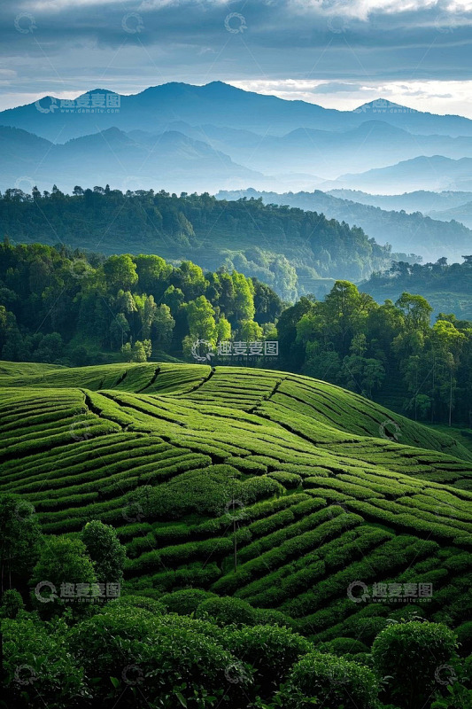 山间茶园自然风光全景