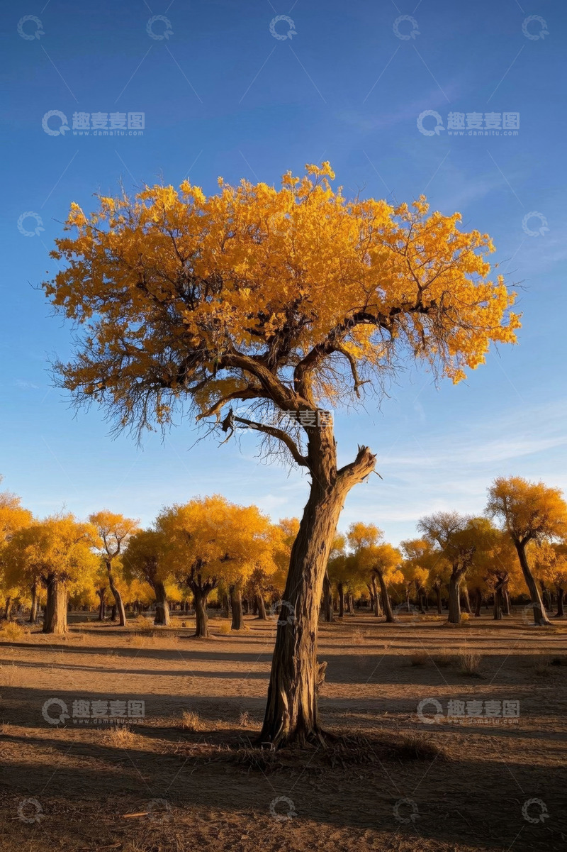 高清大图下载【趣麦麦图】秋季胡杨林自然风光