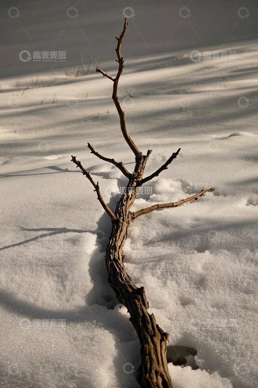 雪地中枯树枝特写