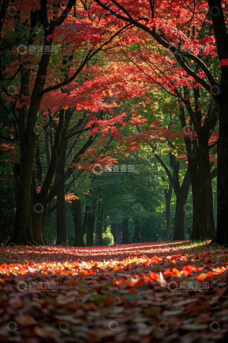 高清大图下载【趣麦麦图】秋日森林枫叶林荫道美景